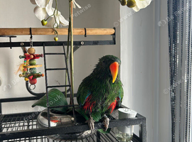 Electus male for sale