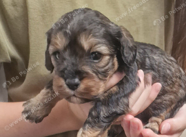 Poodle cross cavapoo male phantom male