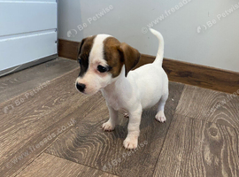 Jack Russell girl puppys really for there new homes