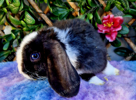 Baby mini plush lops