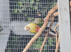 Breeding pair