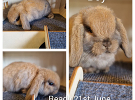 Mini lop kits available to reserve
