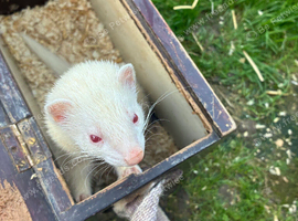 Ferret