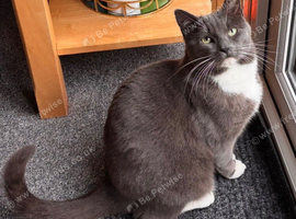 Very Affectionate Grey and White male cat