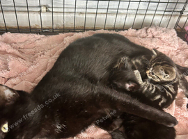 2 male tabbys