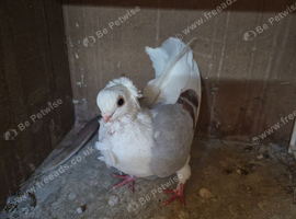 German owls for sale
