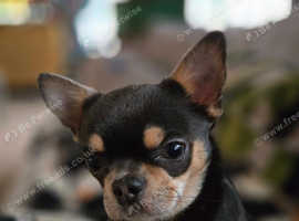 Chihuahua CH sired blue short haired proven
