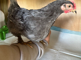 9 week old chicks for sale (only these two beauties left)