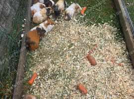 Guinea pigs