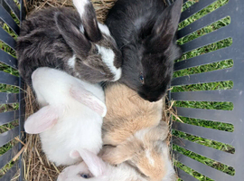 Female mini lops
