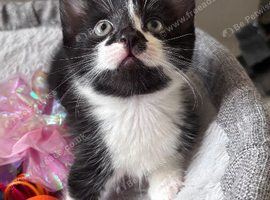 3 gorgeous girl kittens