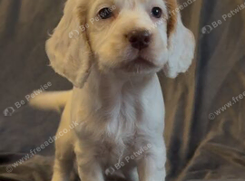 Half Show Half Working Cocker Spaniel Puppies