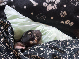 French bulldog