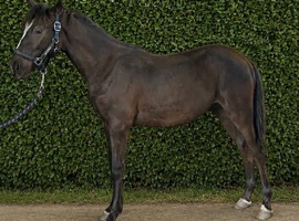 Yearling Oldenburg x colt