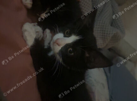 2 kittens for sale