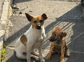 Jack Russel pup urgent