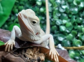 Hypo Zero Bearded Dragons at Birmingham Reptiles