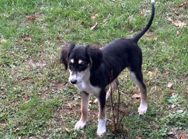 Saluki puppies