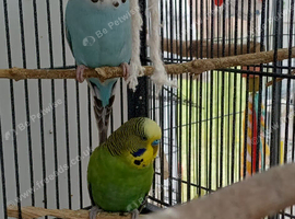 Ppair of young cocks