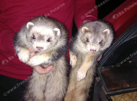 Hob ferrets for sale