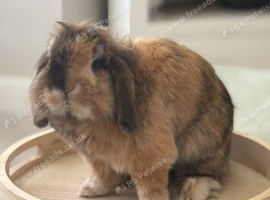 Lionhead Male Rabbit with cage