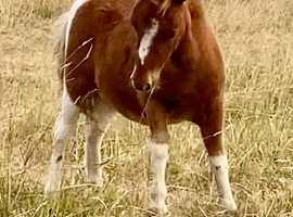 Shetland Mini Filly Foal