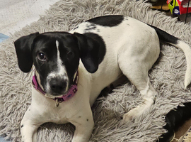 1 springer spaniel x fox terrier pups available