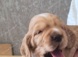 KC REGISTERED WORKING COCKER SPANIEL PUPPIES