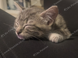 Male kitten for homing