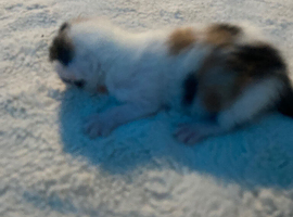 3 kittens