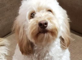 Cockapoo F1 adult