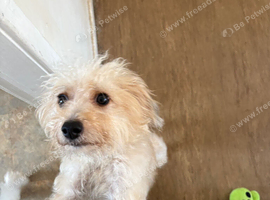 Pomeranian &times; Chinese Crested Powder Puff - Beautiful 1&frac12;-year-old Girl