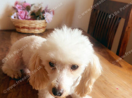 little male for sale
