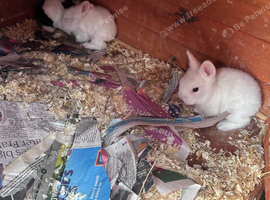 5 rabbits lionhead