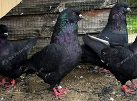 King pigeons