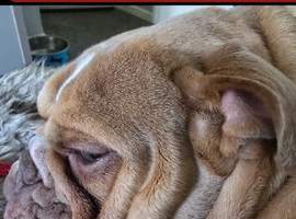 English Bulldog Bitch Lilac Fawn DWKC papers 11mths