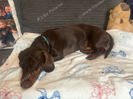 18 month old Dachshund