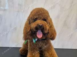 Miniature KC Poodle & Toy KC Poodle Studs