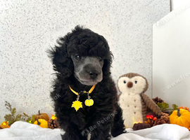 RARE Silver Miniature Poodle Puppies | DNA CLEAR