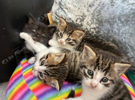 4 beautiful kittens for sale