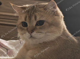 Scottish fold and straight litter due