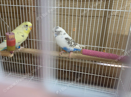 Bonded pair Recessive pied budgies