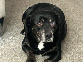 NEEDS A LOVING HOME