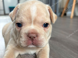 French bulldog puppies