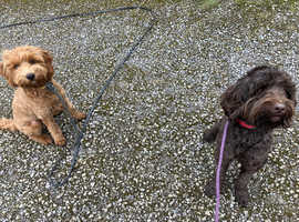 Dog walking
