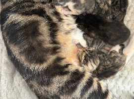 Kittens for sale
