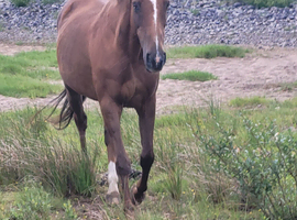 Stunning Connamara x TB
