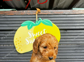 STUNNING RED F1 COCKAPOO PUPPIES