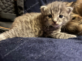 Half forest cat kittens