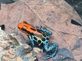 Dart frogs ranitomeya
